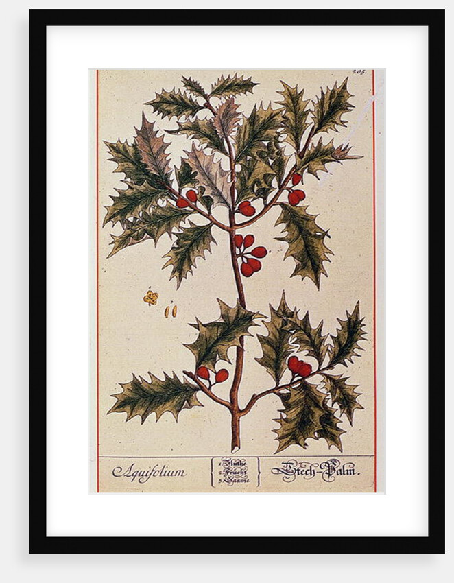 Holly from 'A Curious Herbal', 1782 by Elizabeth Blackwell