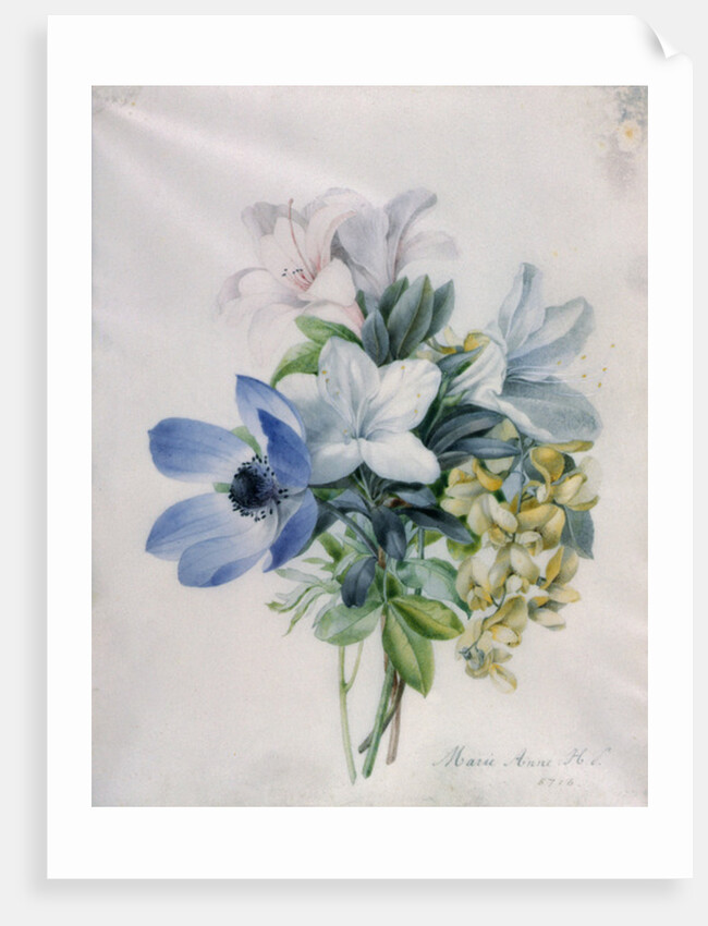 Anemone, wisteria and laburnum by Marie-Anne