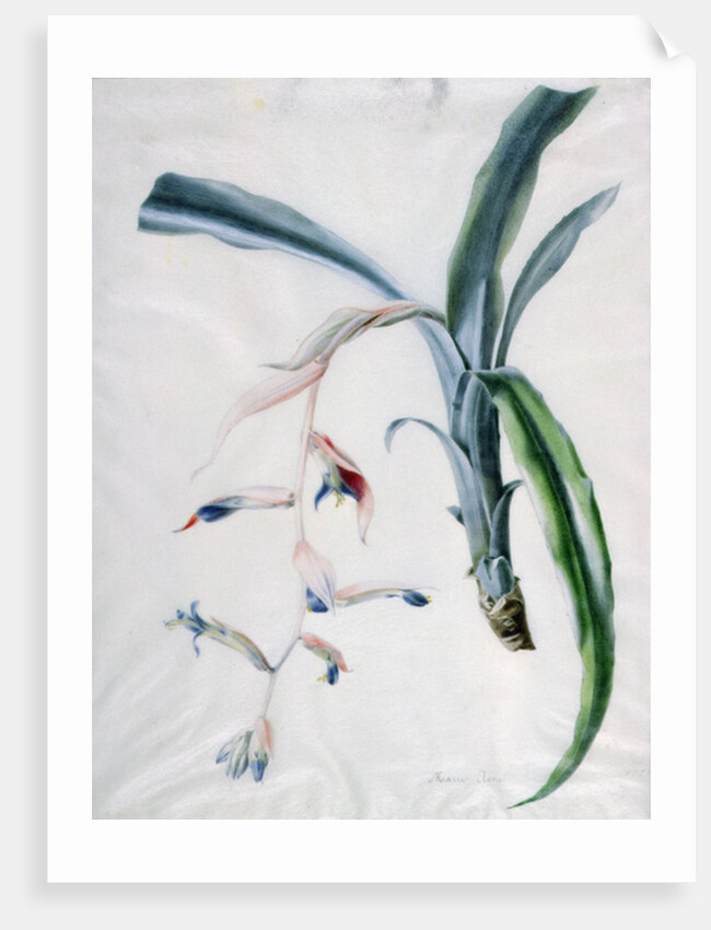 Orchid, 18th century by Marie-Anne