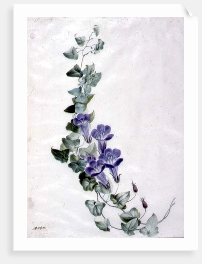 Ivy-leaved Toad Flax by Marie-Anne