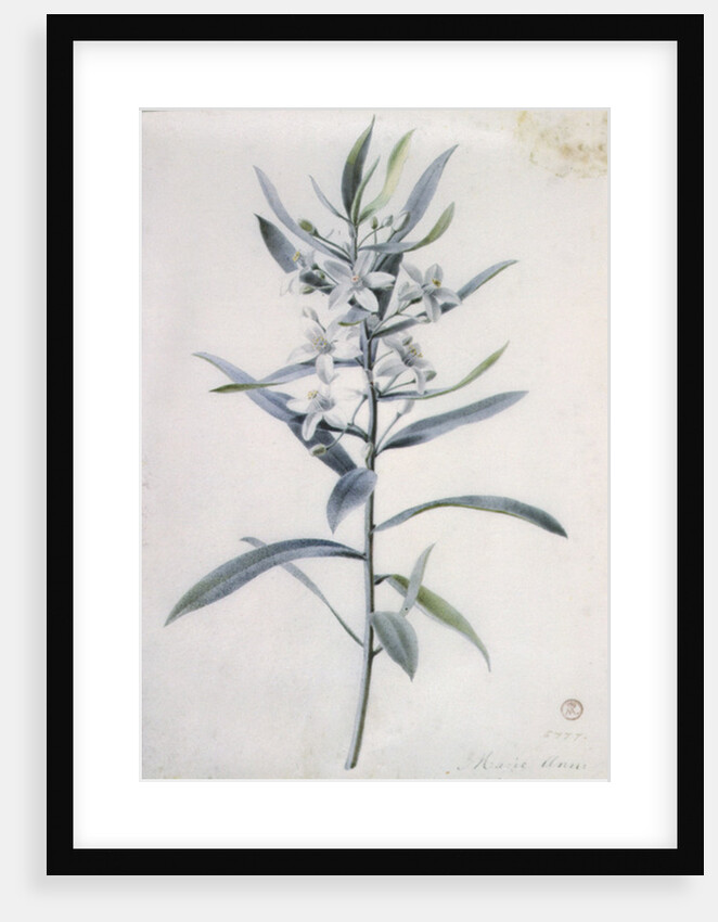 Flower Pieces, 18th century by Marie-Anne