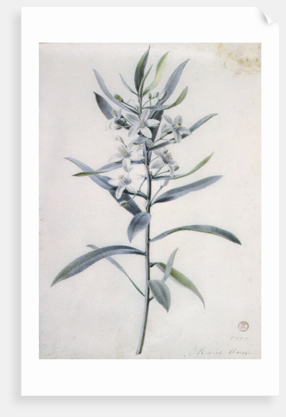 Flower Pieces, 18th century by Marie-Anne