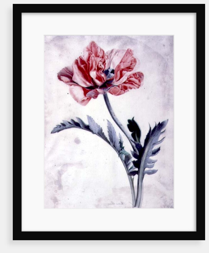 Flower Pieces, Oriental Poppy by Marie-Anne