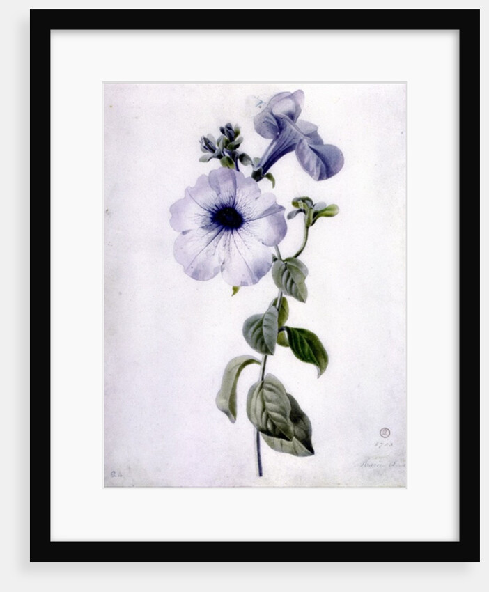 Petunia by Marie-Anne