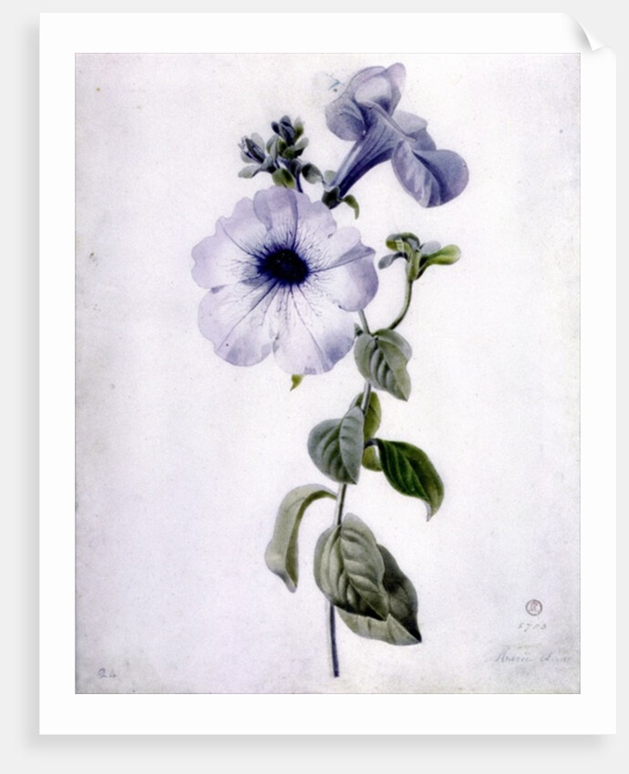 Petunia by Marie-Anne