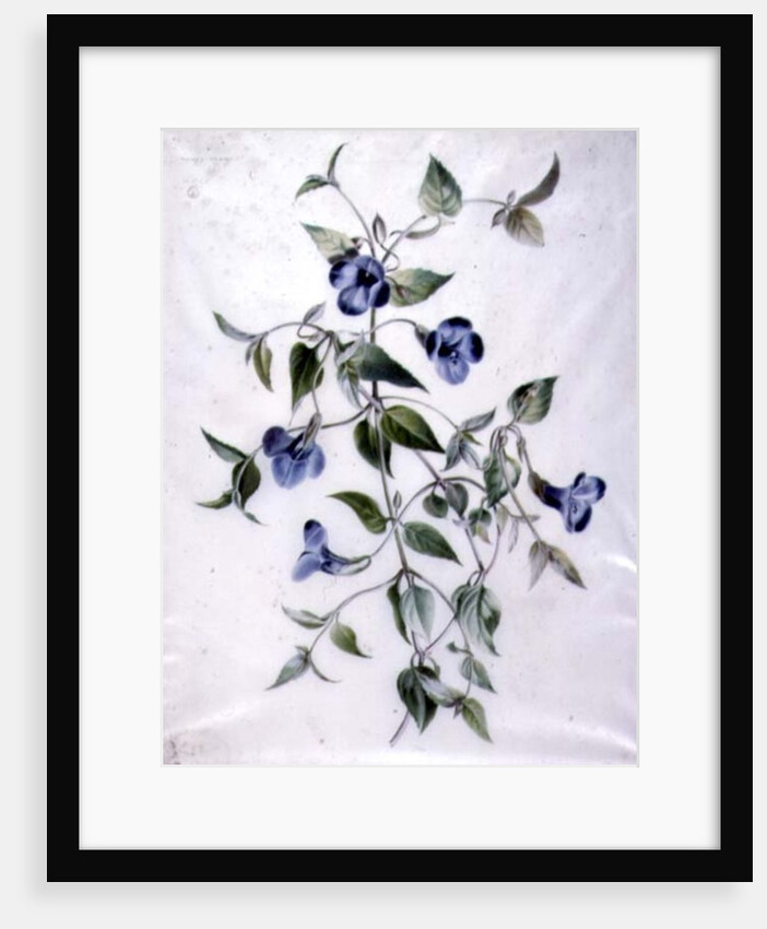 Flower Pieces by Marie-Anne