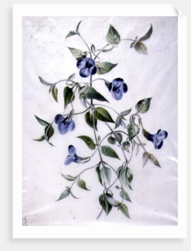 Flower Pieces by Marie-Anne