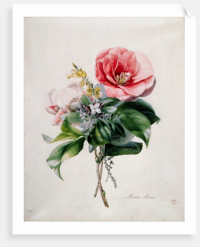 wamellia and Broom by Marie-Anne