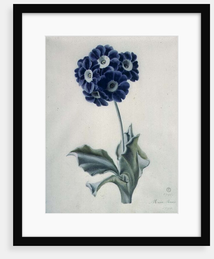 Polyanthus by Marie-Anne