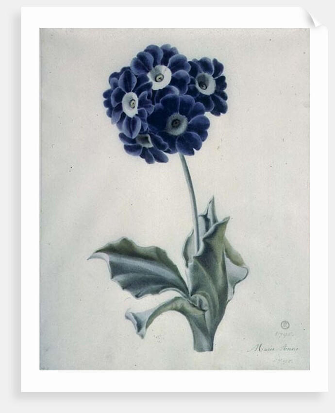 Polyanthus by Marie-Anne