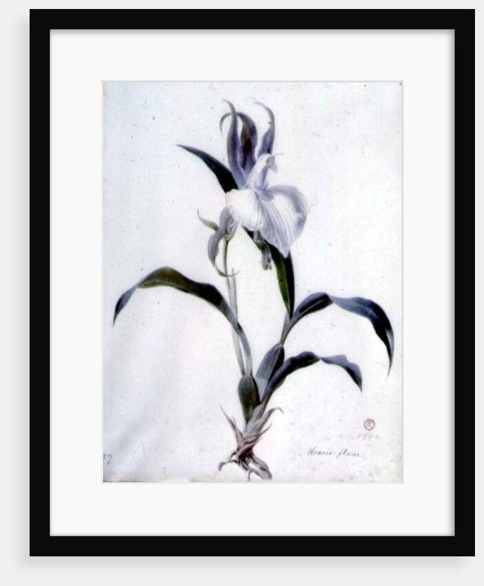Flower Pieces by Marie-Anne