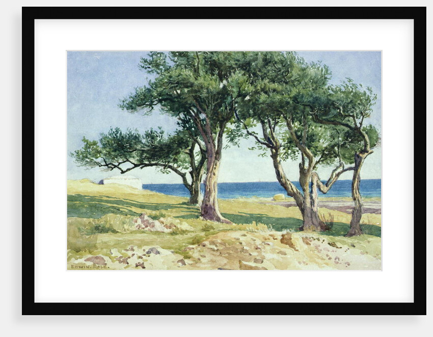 Old Olive Trees, Bordighera by Edwin Bale