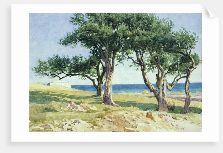 Old Olive Trees, Bordighera by Edwin Bale