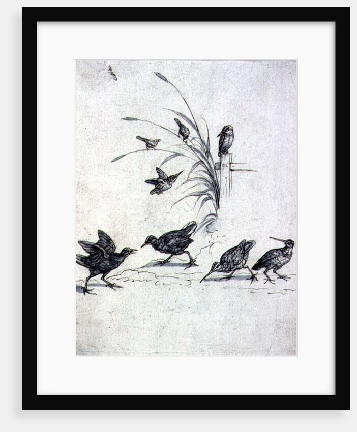 Kingfishers, Curlew and other Birds, 17th century by Francis Barlow