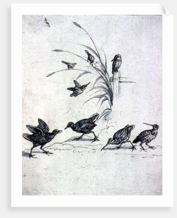 Kingfishers, Curlew and other Birds, 17th century by Francis Barlow