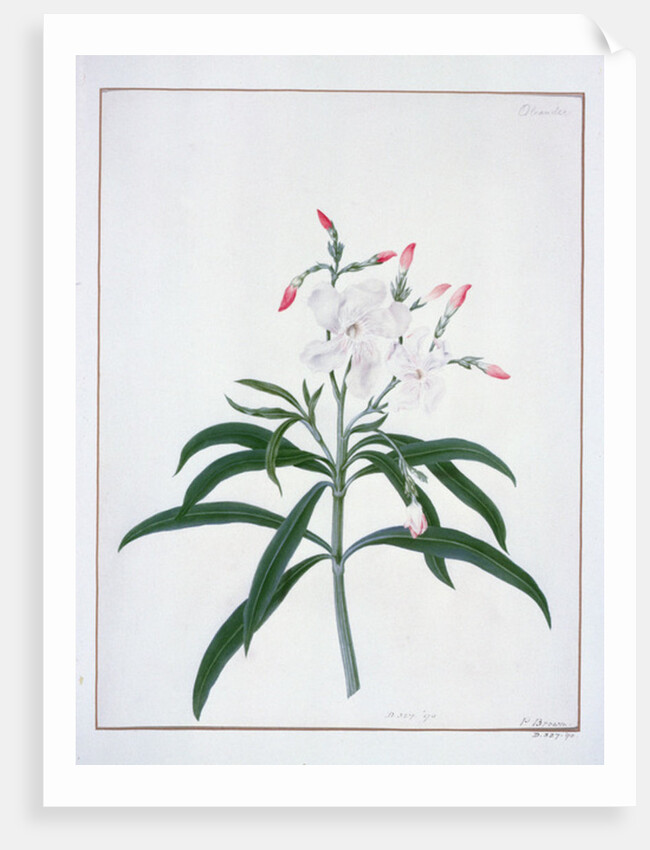 Flower Studies, 18the century by Peter Brown