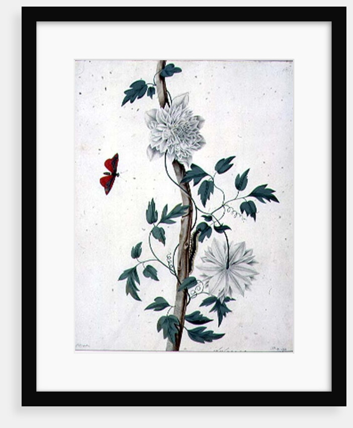 Flower Studies, 18th century by Peter Brown