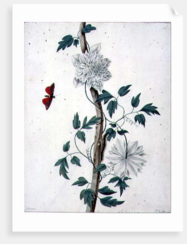 Flower Studies, 18th century by Peter Brown