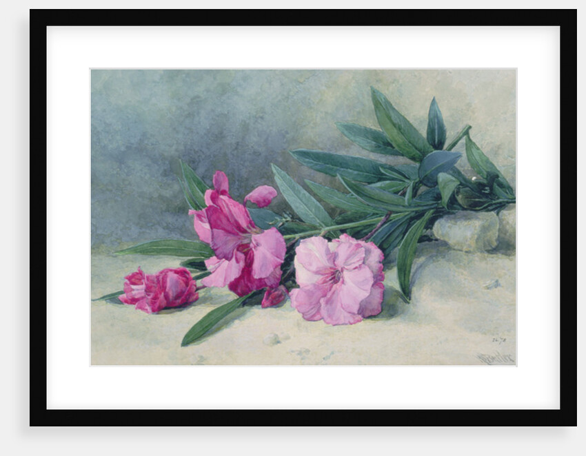 Oleander Blossom by Mary E. Butler