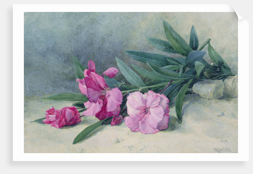 Oleander Blossom by Mary E. Butler