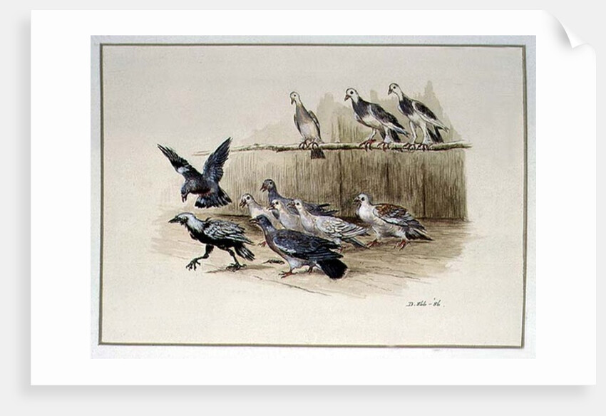 The Jackdaw and the Doves by Randolph Caldecott