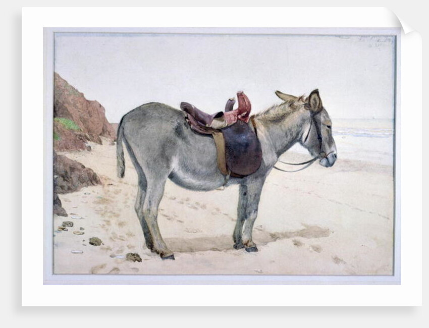 Studies of Animals by Stephen Briggs Carlil