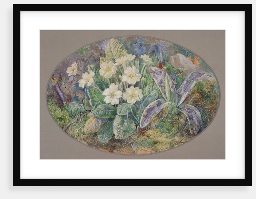 Primrose and Orchid by Thomas Collier