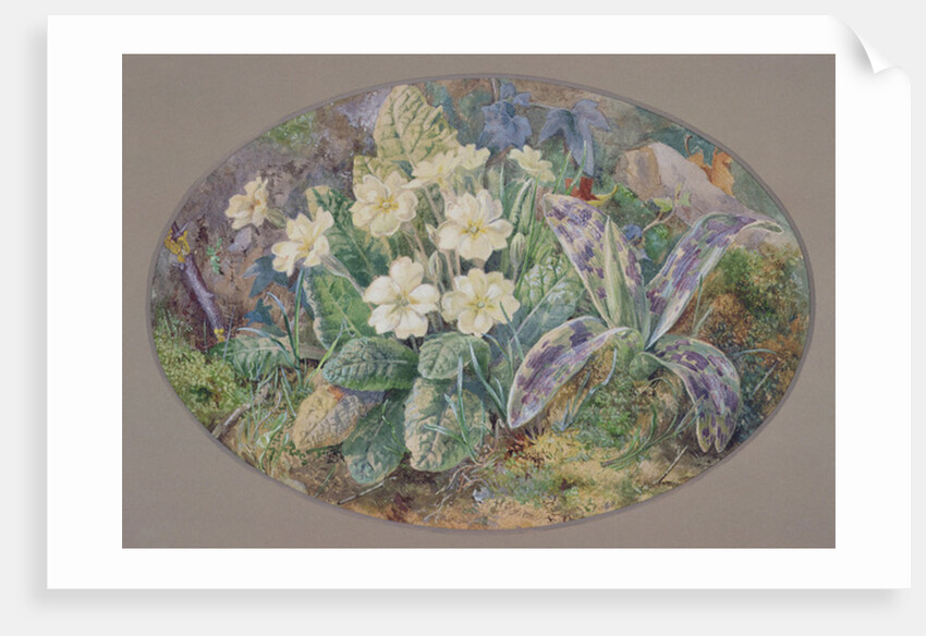 Primrose and Orchid by Thomas Collier