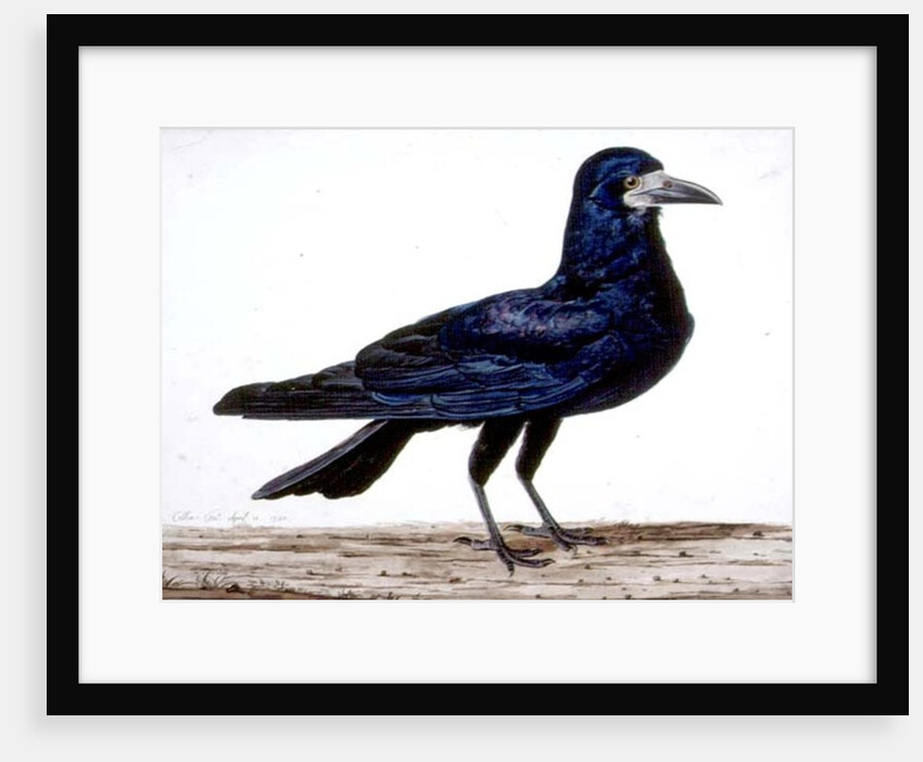 A Rook by Charles Collins