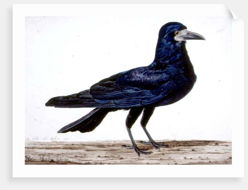 A Rook by Charles Collins