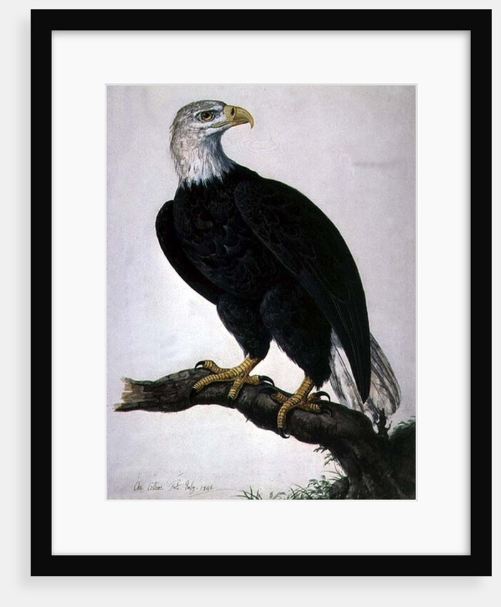 White-headed Sea Eagle by Charles Collins