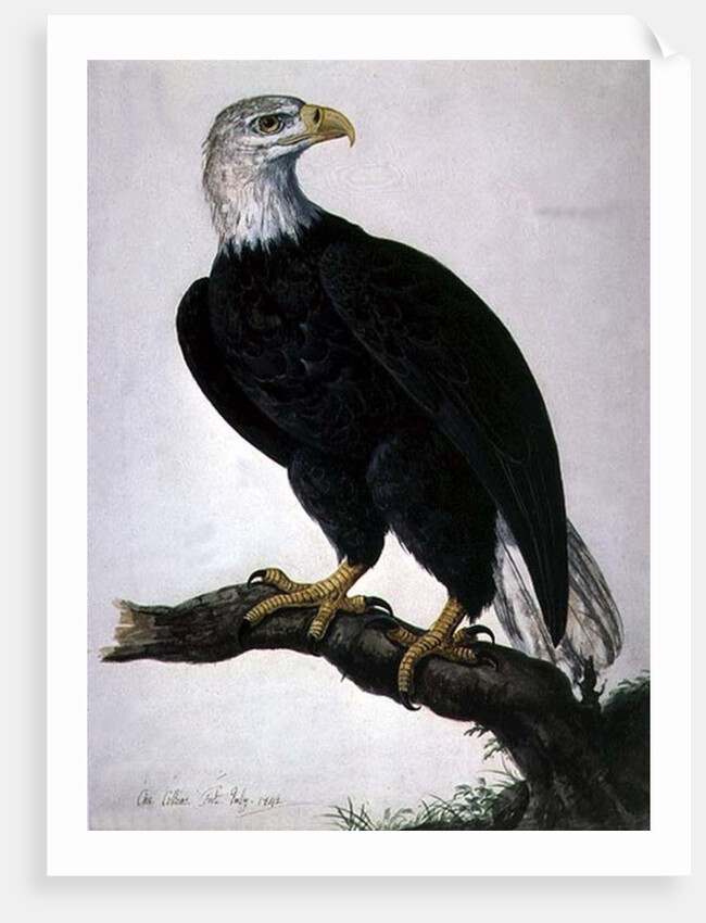 White-headed Sea Eagle by Charles Collins