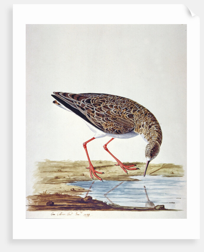 Curlew Sandpiper by Charles Collins