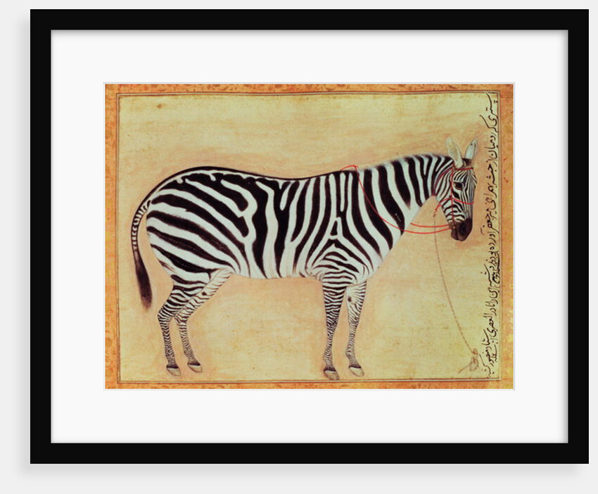 Zebra by Mansur (attr. to)