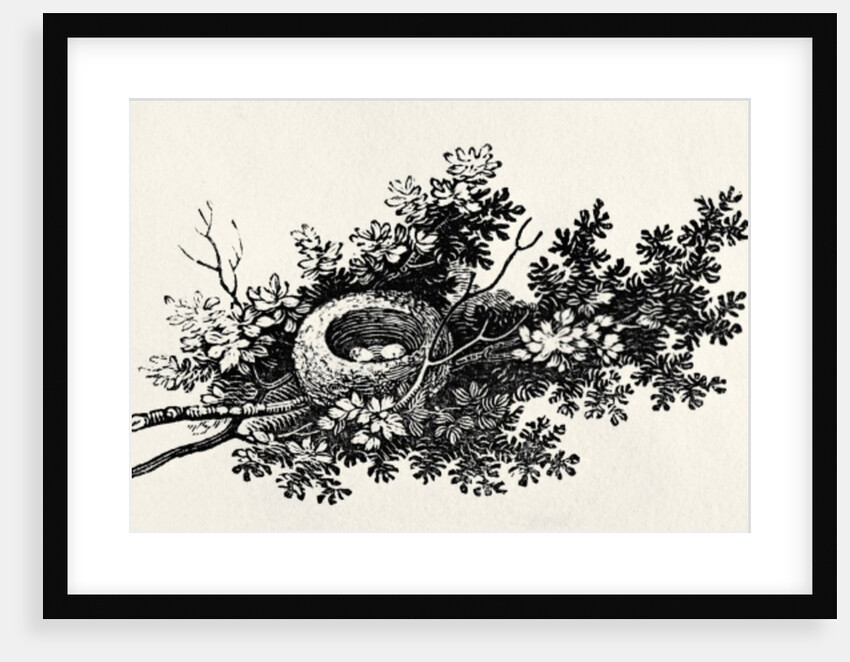 Bird's Nest by Thomas Bewick