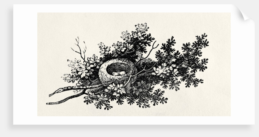 Bird's Nest by Thomas Bewick