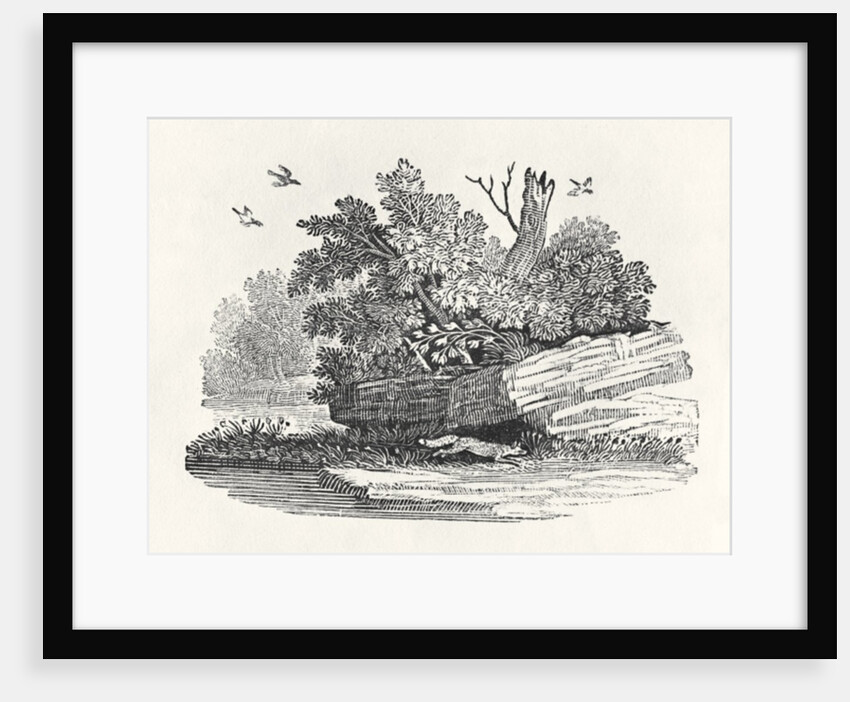 Fox escaping by Thomas Bewick