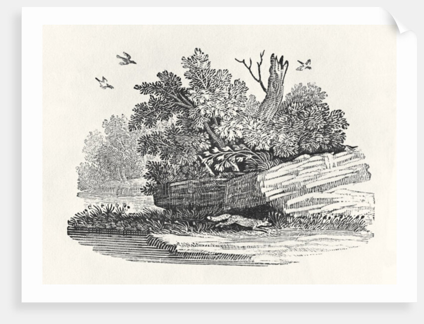 Fox escaping by Thomas Bewick