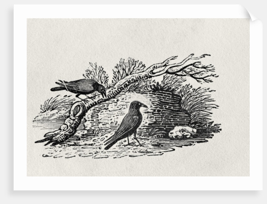 Crows from the 'History of British Birds' Volume I, pub. 1797 by Thomas Bewick