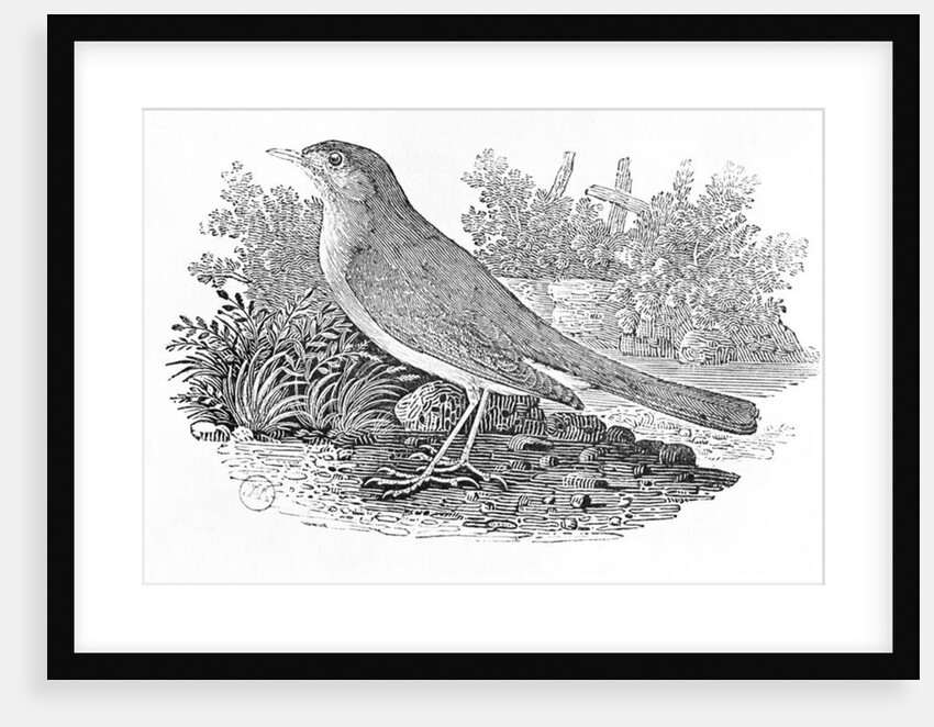 The Nightingale from the 'History of British Birds' Volume I, pub. 1797 by Thomas Bewick