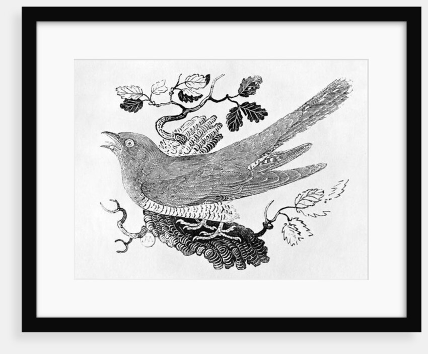 The Cuckoo from the 'History of British Birds' Volume I, pub. 1797 by Thomas Bewick