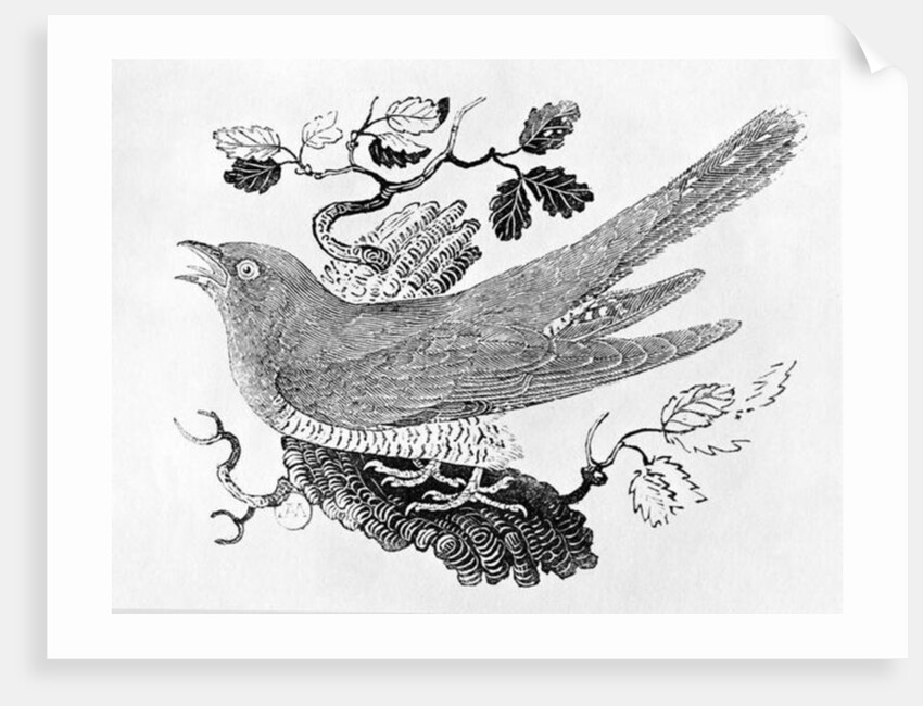 The Cuckoo from the 'History of British Birds' Volume I, pub. 1797 by Thomas Bewick