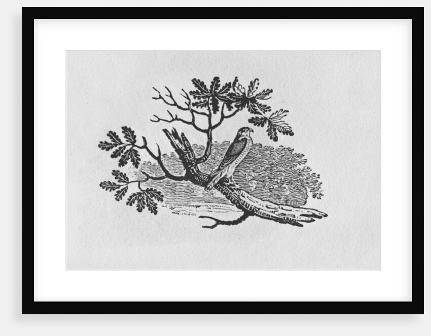 The Sparrowhawk from the 'History of British Birds' Volume I, pub. 1797 by Thomas Bewick