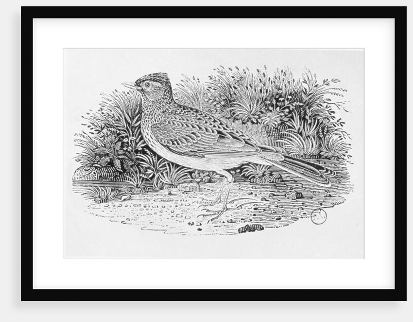 The Skylark from the 'History of British Birds' Volume I, pub. 1797 by Thomas Bewick