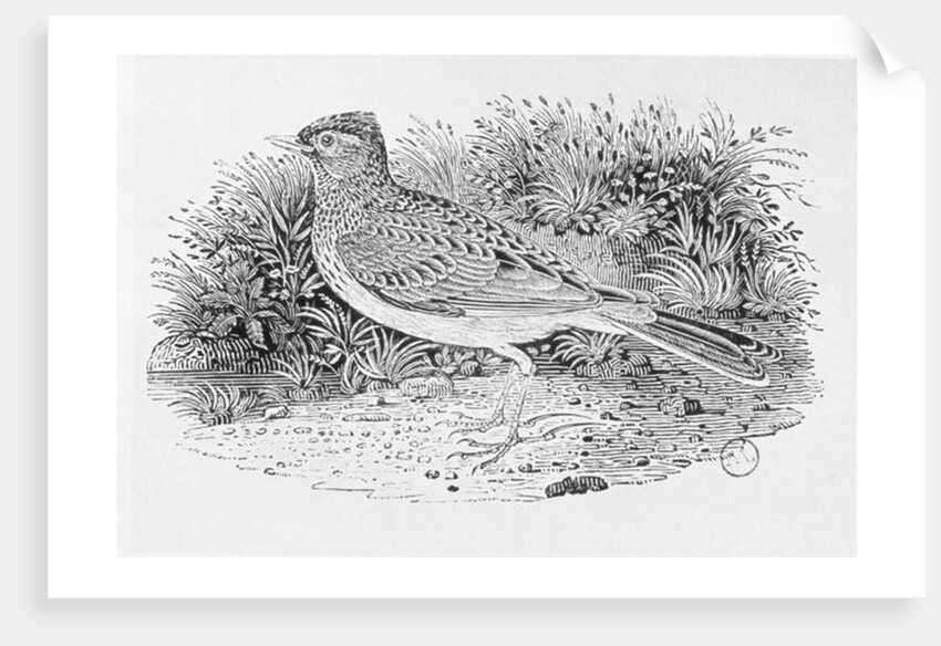 The Skylark from the 'History of British Birds' Volume I, pub. 1797 by Thomas Bewick