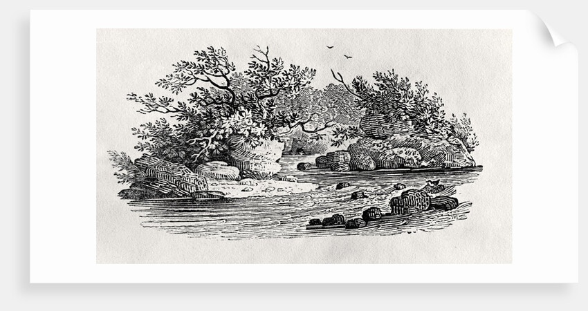 A bend in the river by Thomas Bewick
