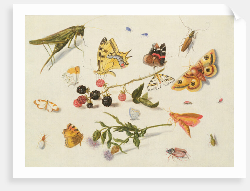 Study of Insects, Flowers and Fruits, 17th century by Ferdinand van Kessel