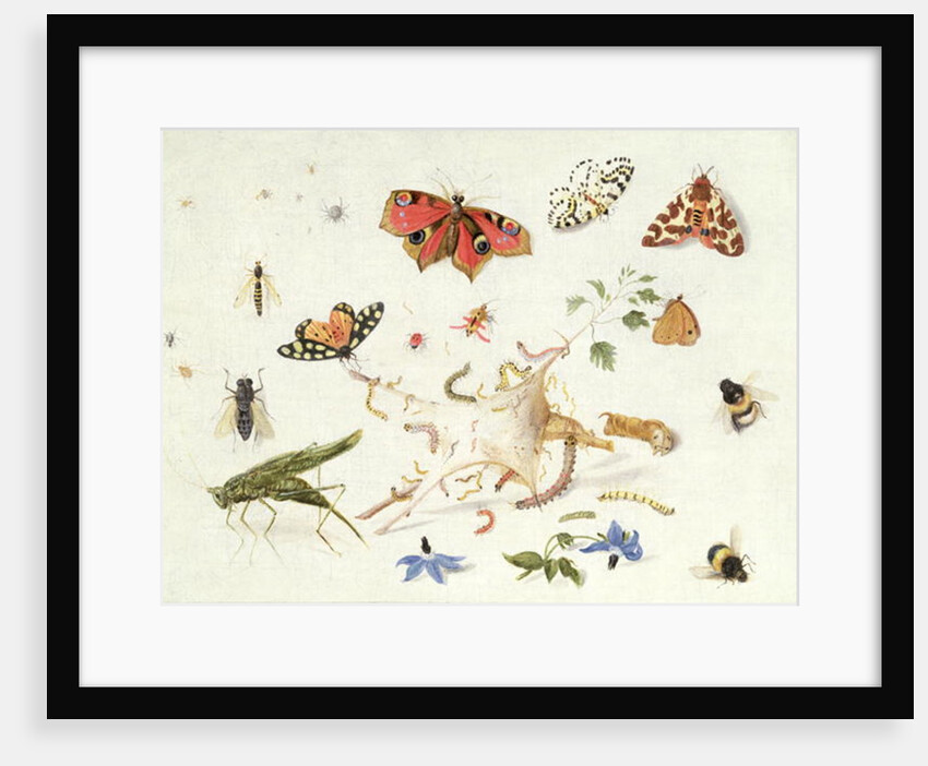 Study of Insects and Flowers by Ferdinand van Kessel