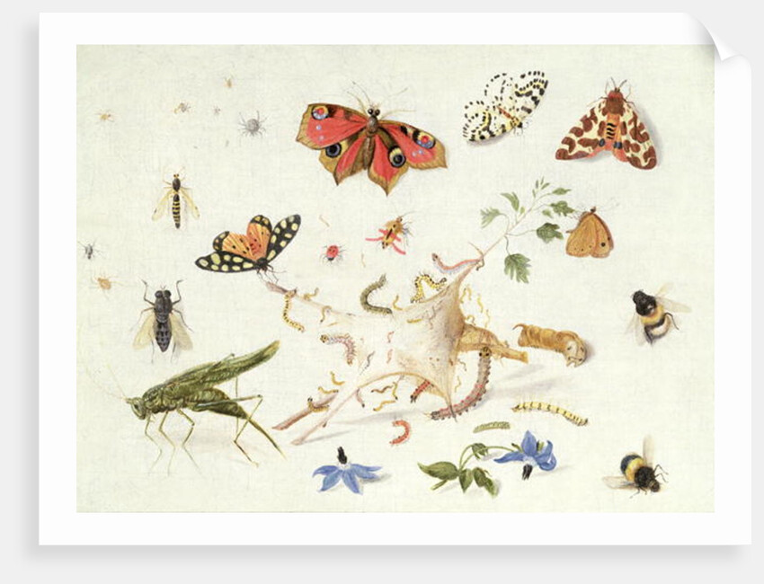 Study of Insects and Flowers by Ferdinand van Kessel