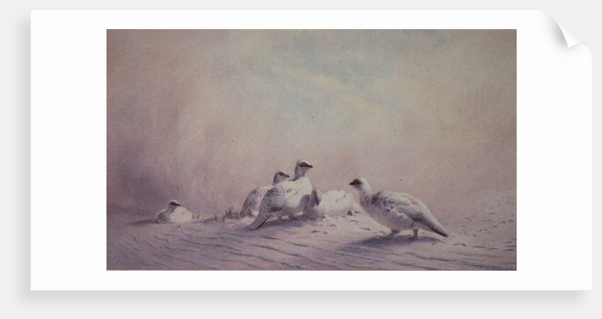 Ptarmigan, Winter, 1873 by Joseph Wolf